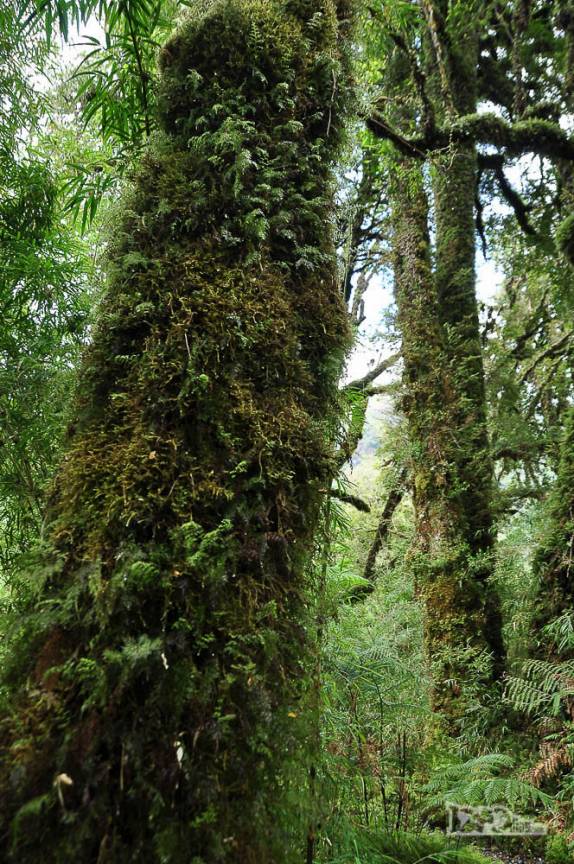 Tronco de alerce coberto por plantas em trilha no parque de Pumalín, região de Chaitén, na Carretera Austral, sul do Chile